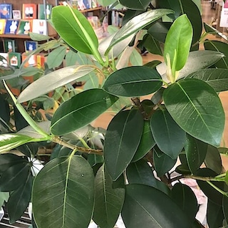 【COCOSA熊本下通】　新芽