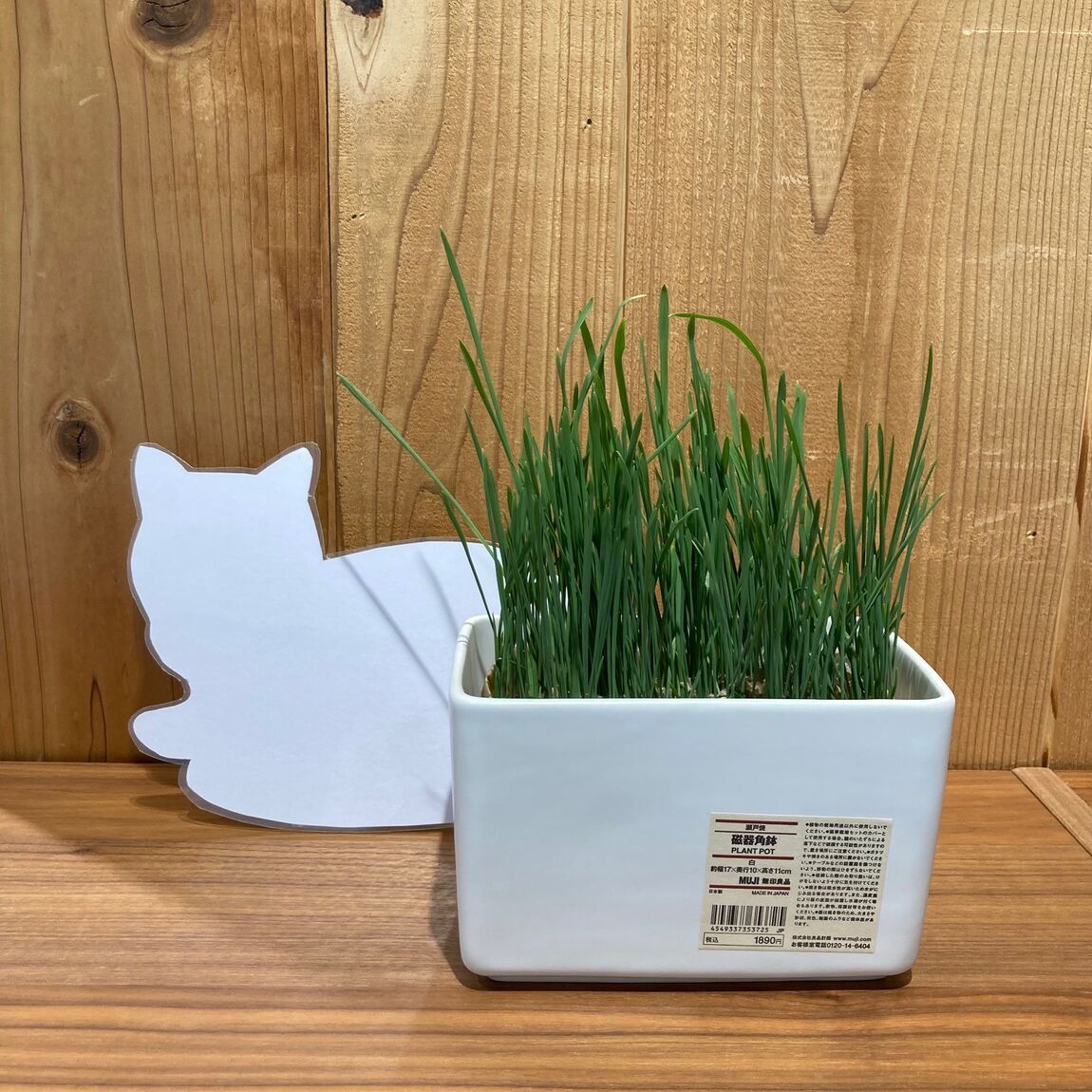 【COCOSA熊本】土を使っていない猫草栽培セットを育ててみました。