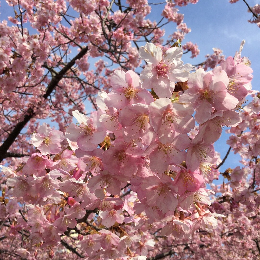 キービジュアル画像：河津桜まつりに行ってきました｜まちあるき