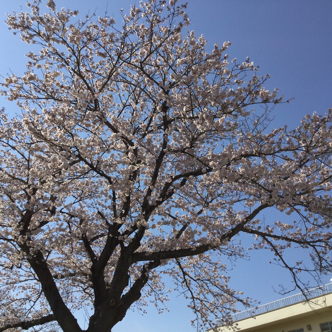 キービジュアル画像：小名浜の桜｜まち歩き