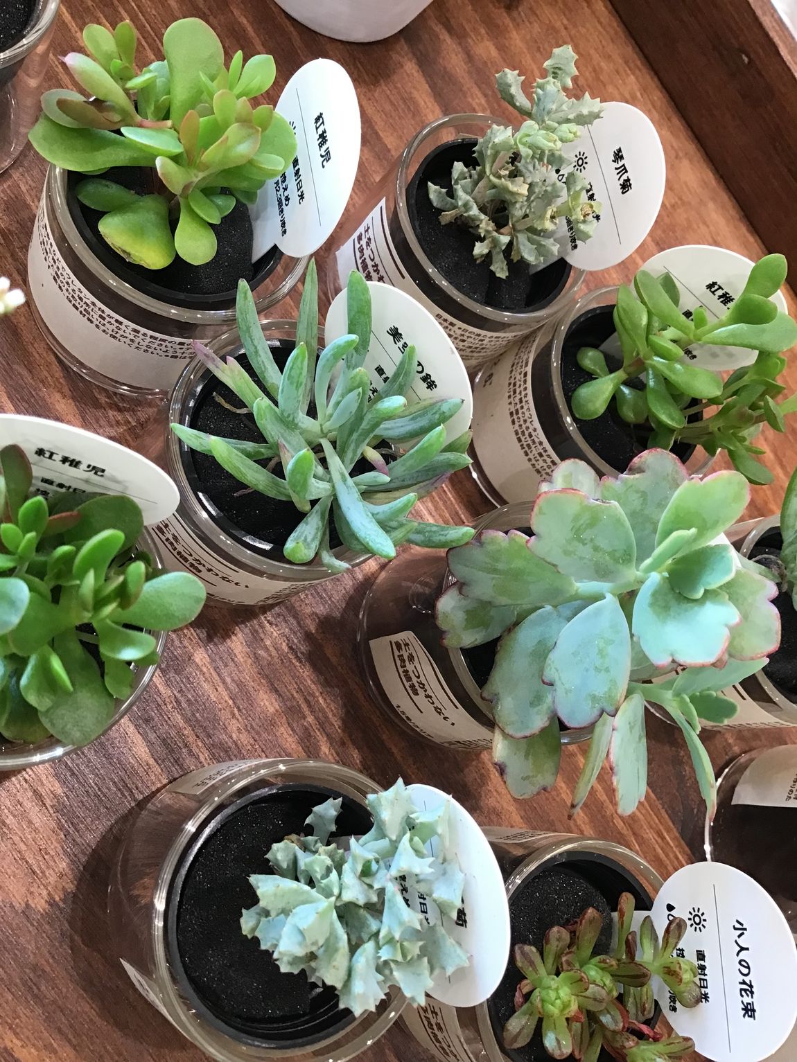 【しおざきシティ】土を使わない多肉植物
