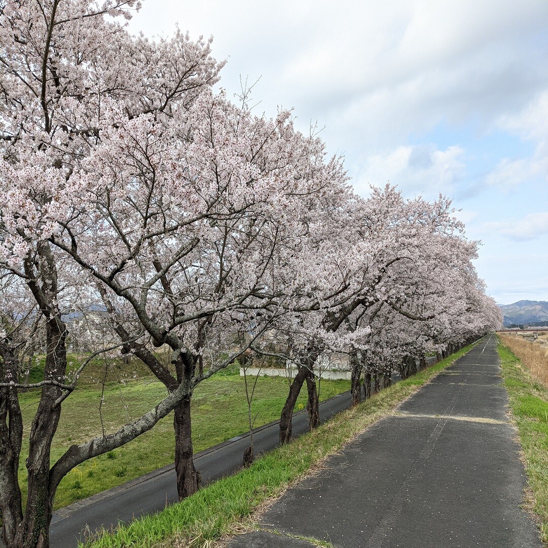 桜①