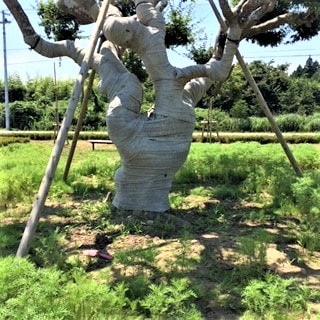 0061767_01_草むしり