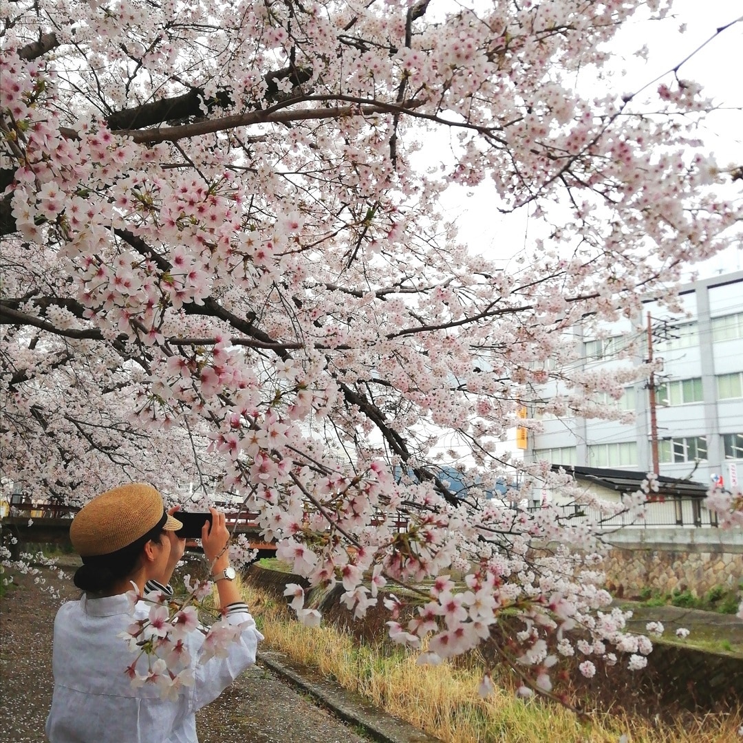 【山口】桜とモデル