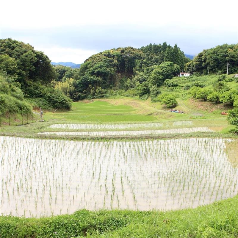 田植え