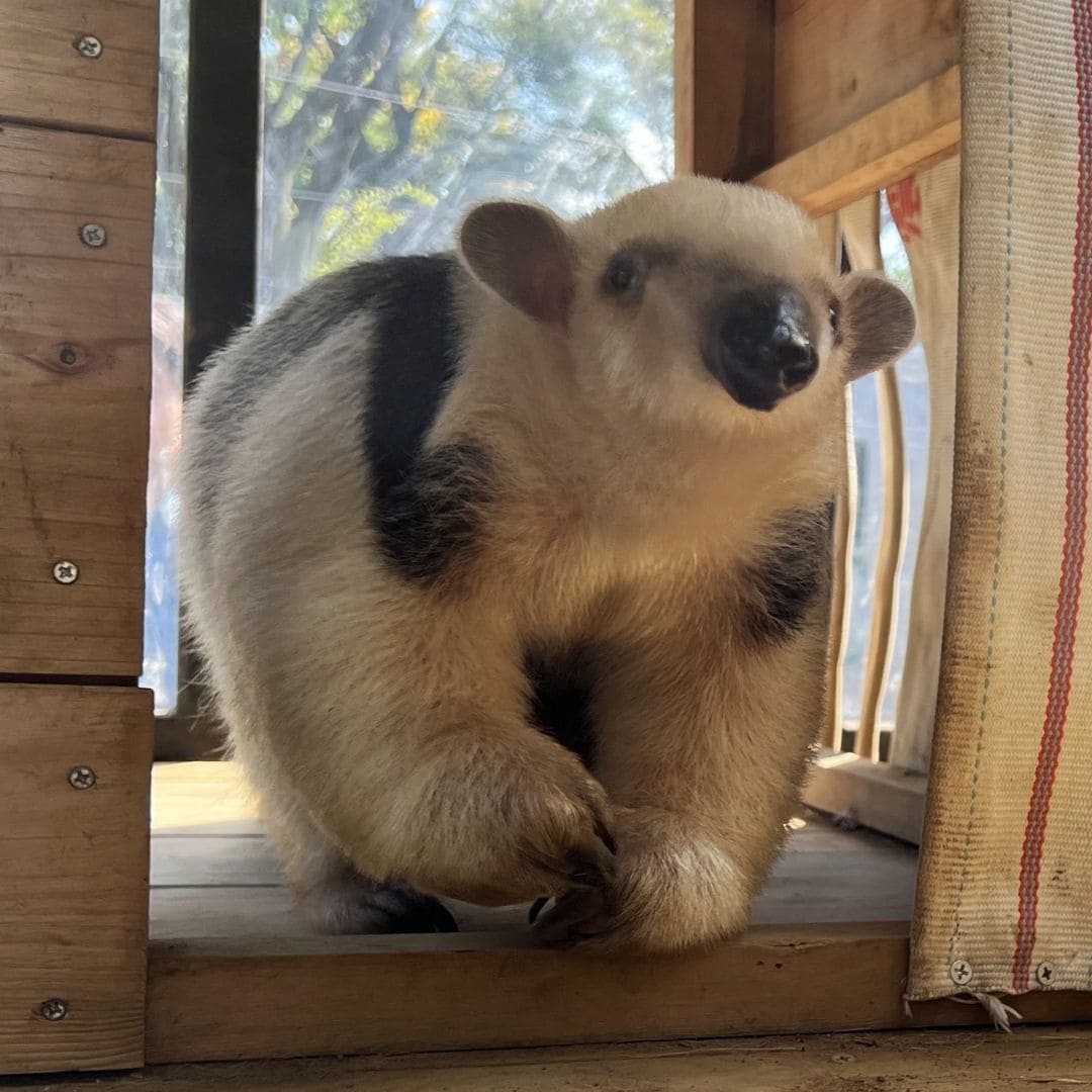 【ゆめが丘ソラトス】第３弾　「よこはまの動物園 大判ハンカチ」_MJ09Ie