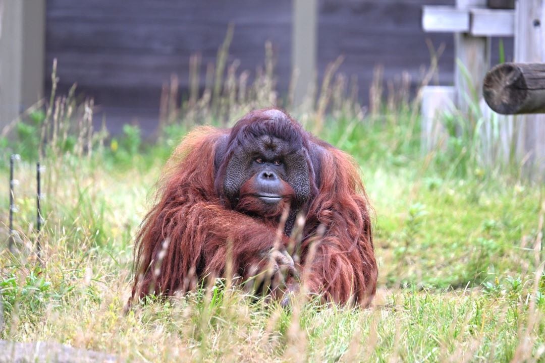 動物ハンカチ_JbSYw3