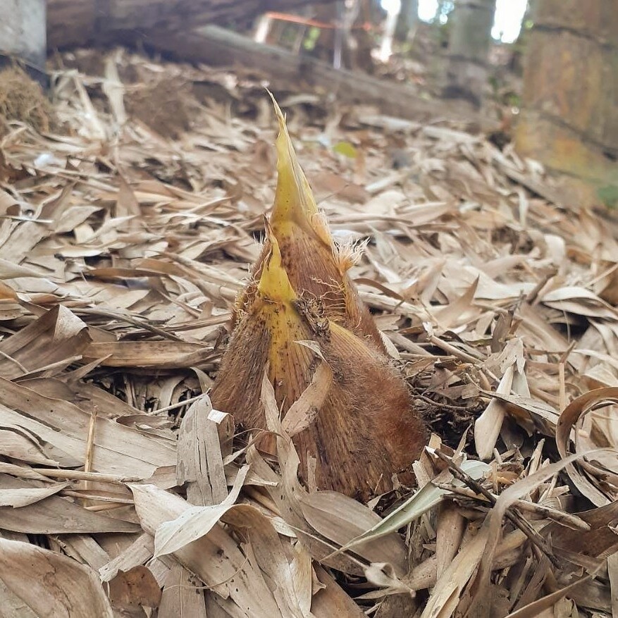 タケノコの頭が 黄色