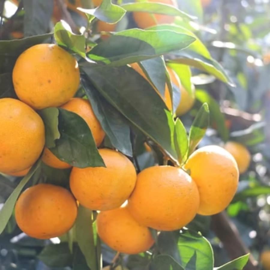 【堺北花田】みんなで学ぼう、みかんの秘密｜食育イベント