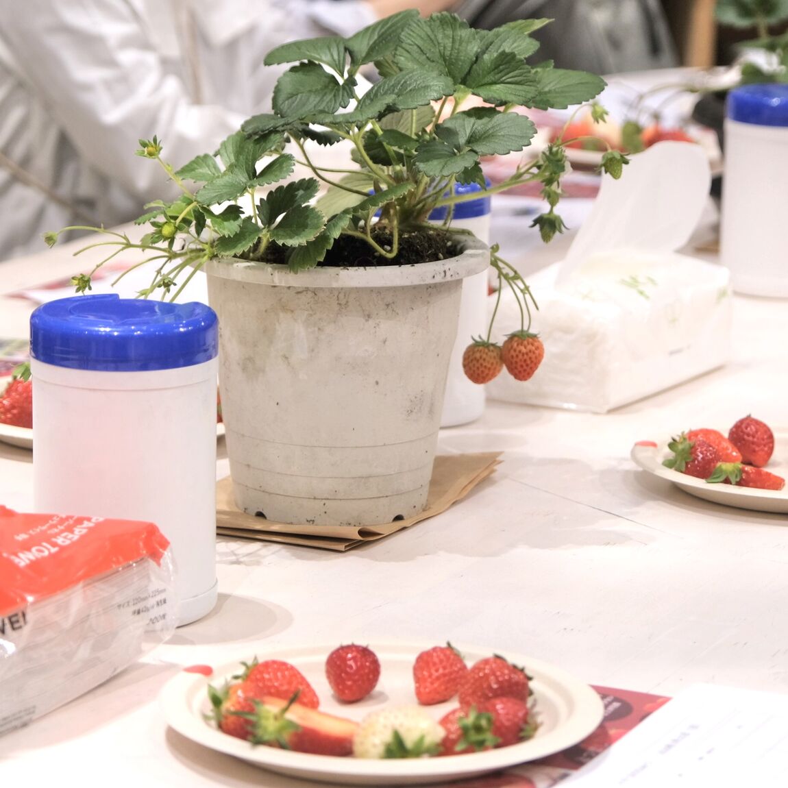 【堺北花田】いちごの食育イベントを開催しました｜イベントレポート