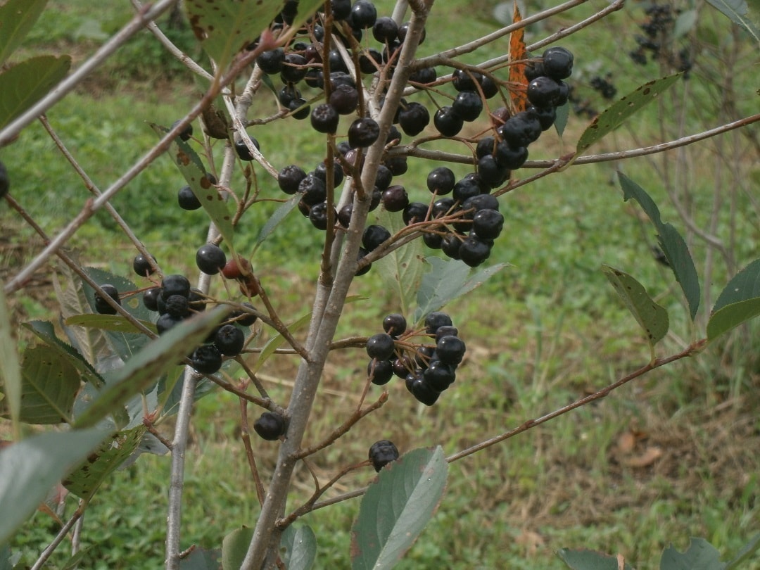 伊達市つながる市　ジュリエ・ファーム
