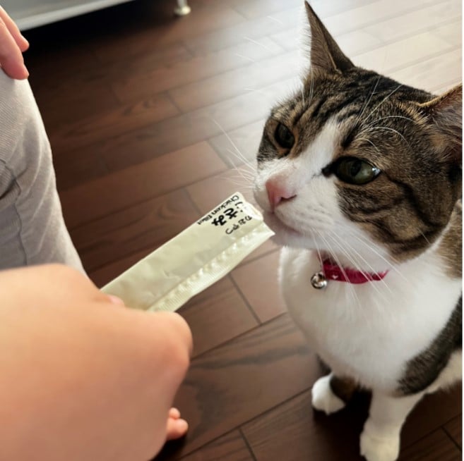 猫が食いついてるようす
