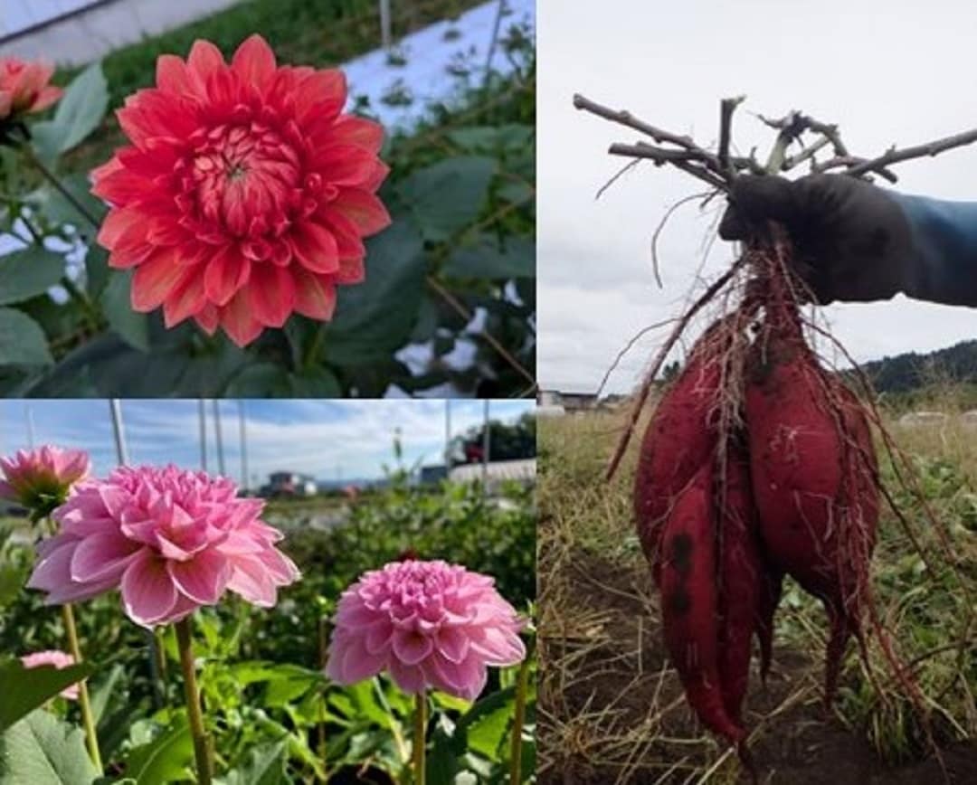 収農花