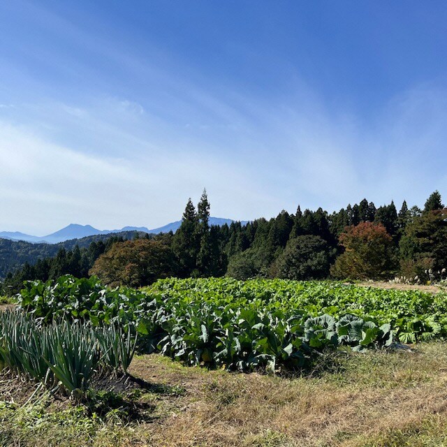 野菜と山