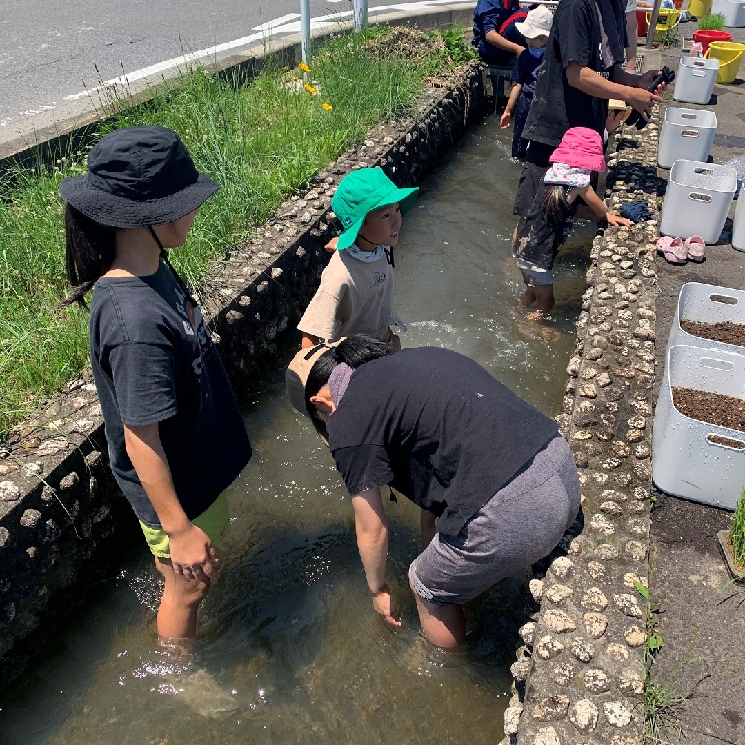 田植えの様子