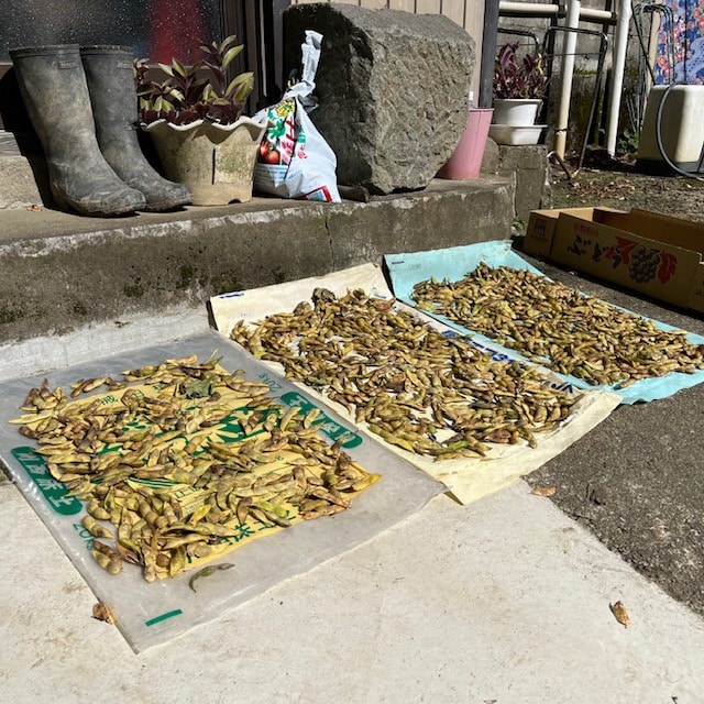 豆