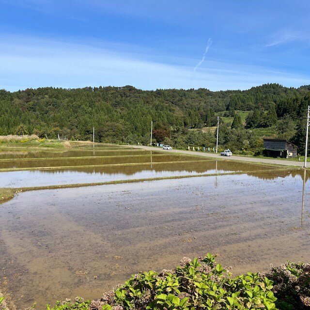 田んぼ