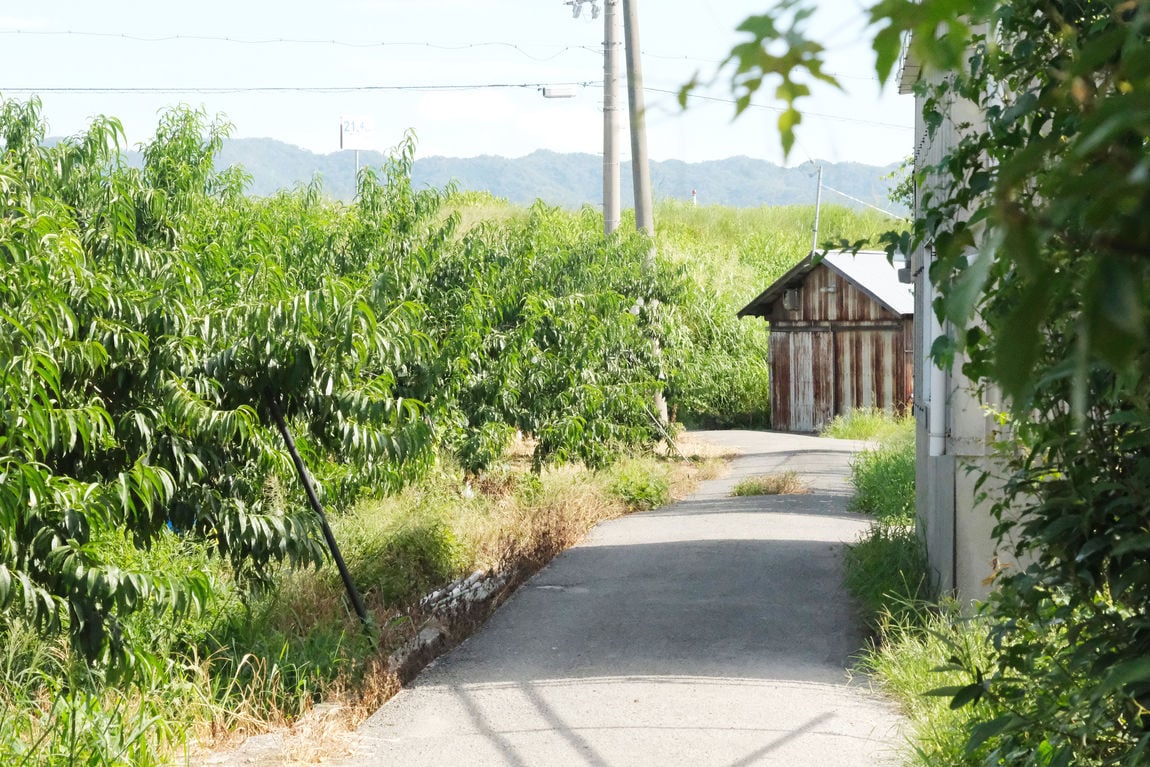 【ガーデンパーク和歌山】桃シロップのふるさとを訪ねて