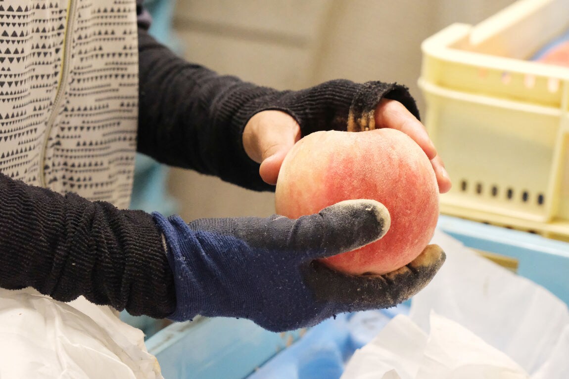 【ガーデンパーク和歌山】桃シロップのふるさとを訪ねて