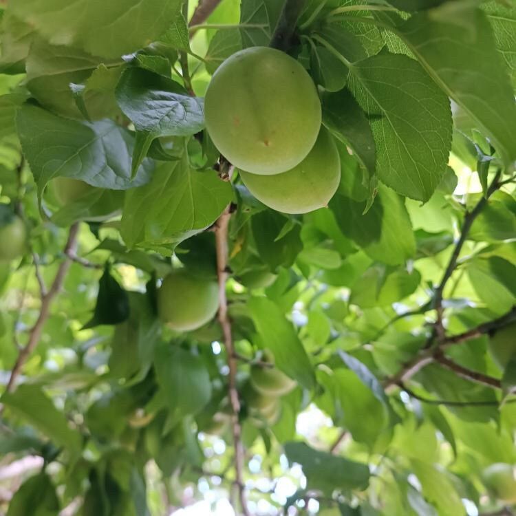 【MUJIcom鎌倉】神奈川の焼き菓子　入荷しています。