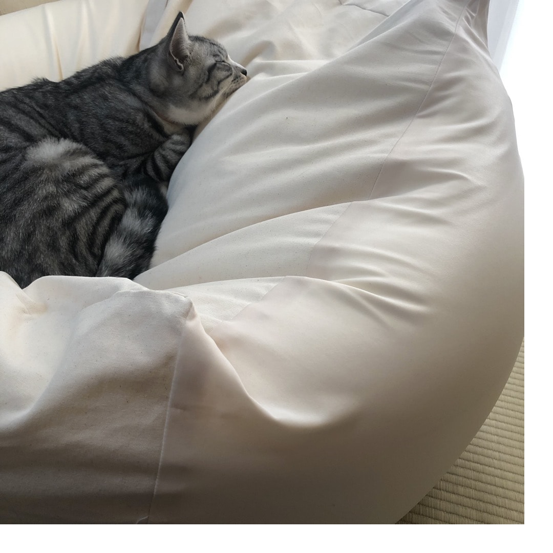ねこ３