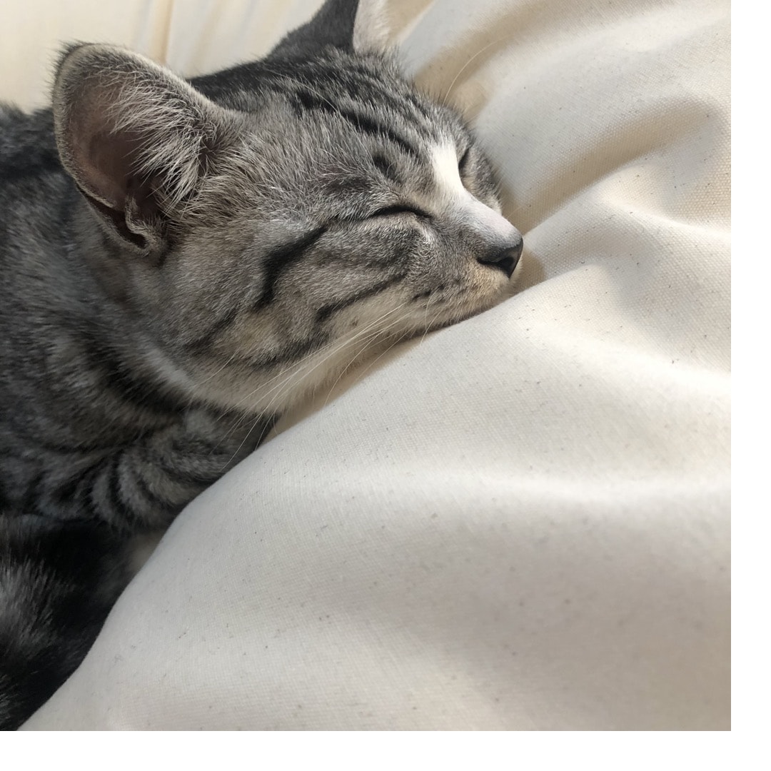 ねこ４