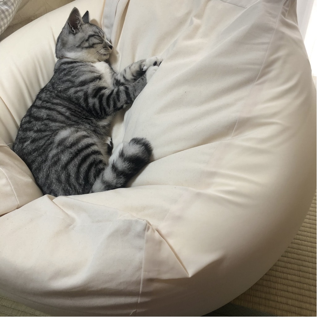 ねこ５