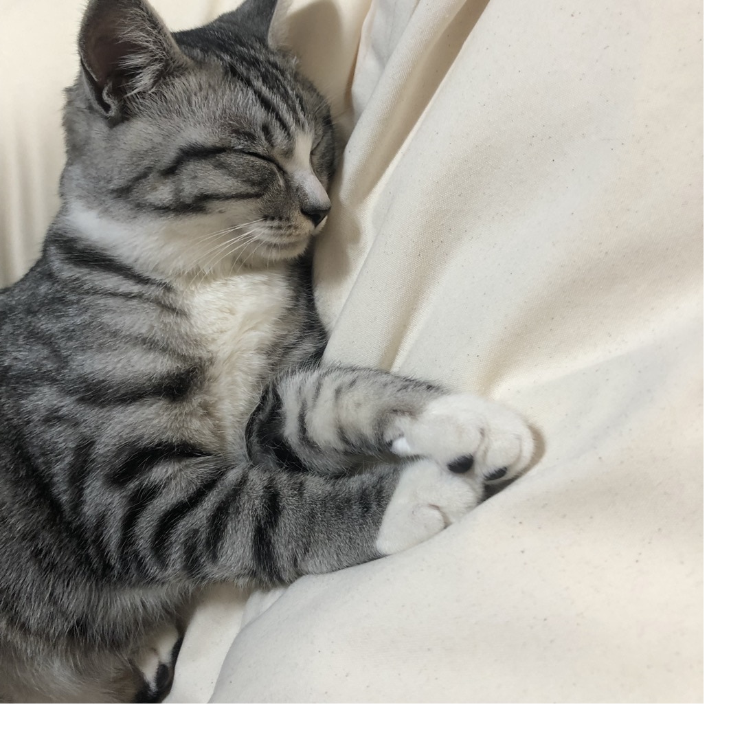 ねこ６