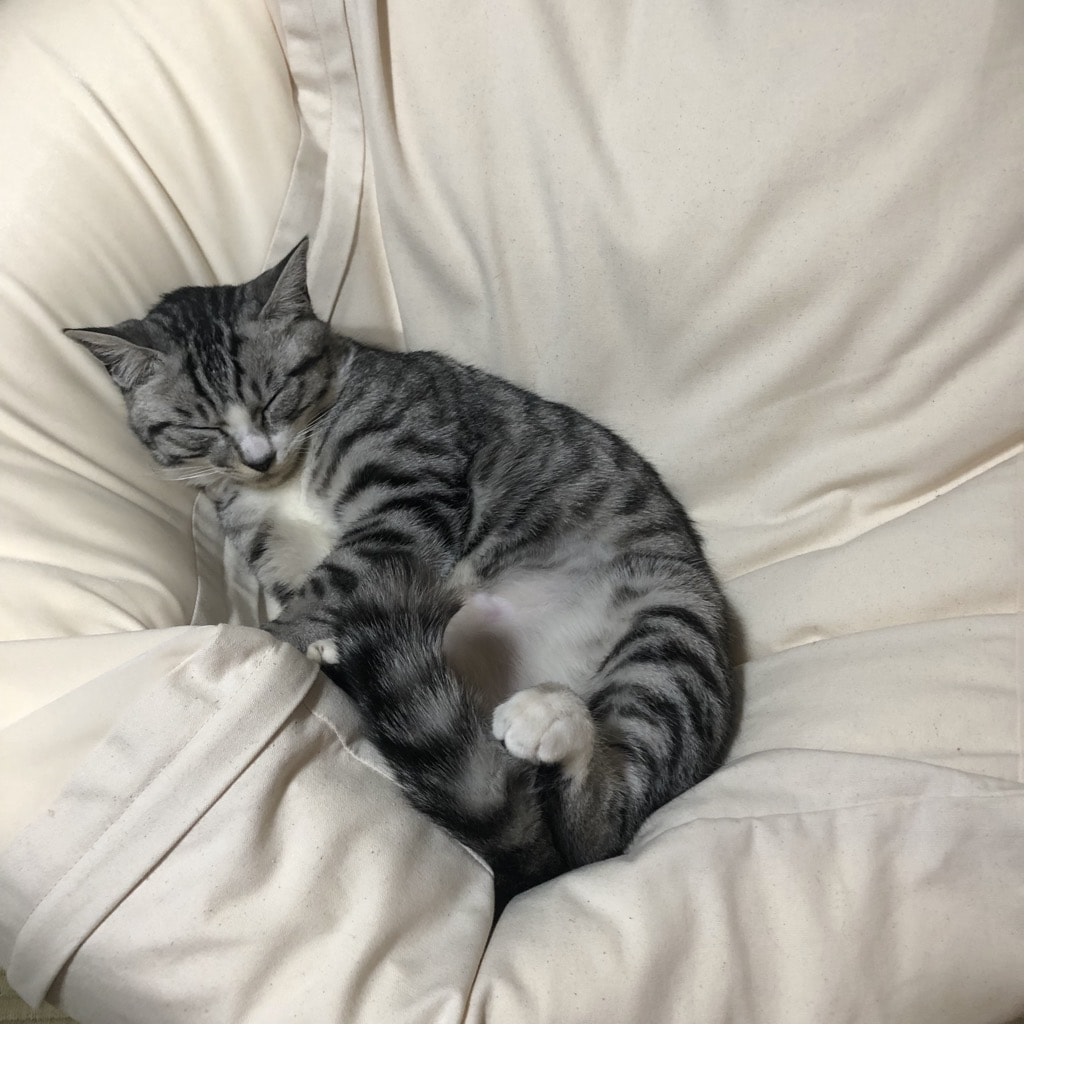 ねこ７