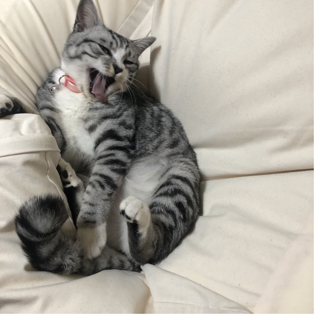 ねこ８