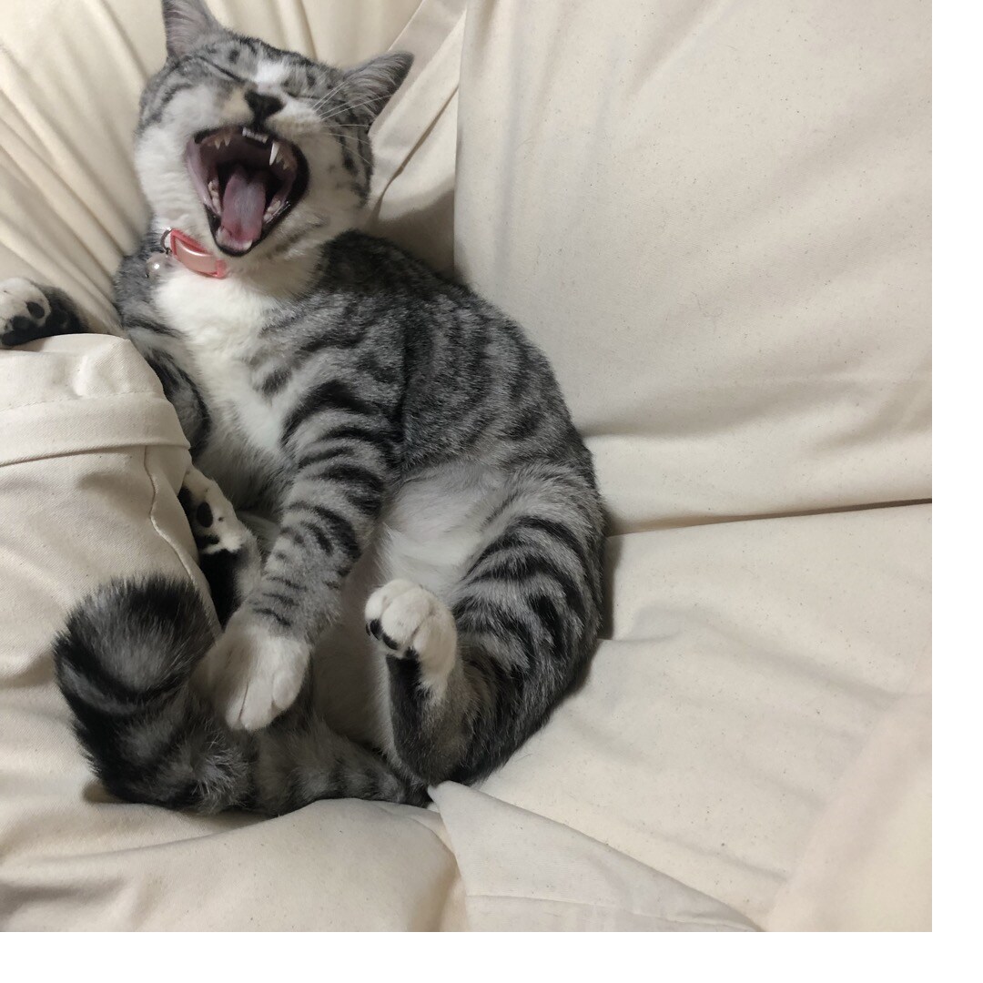 ねこ９