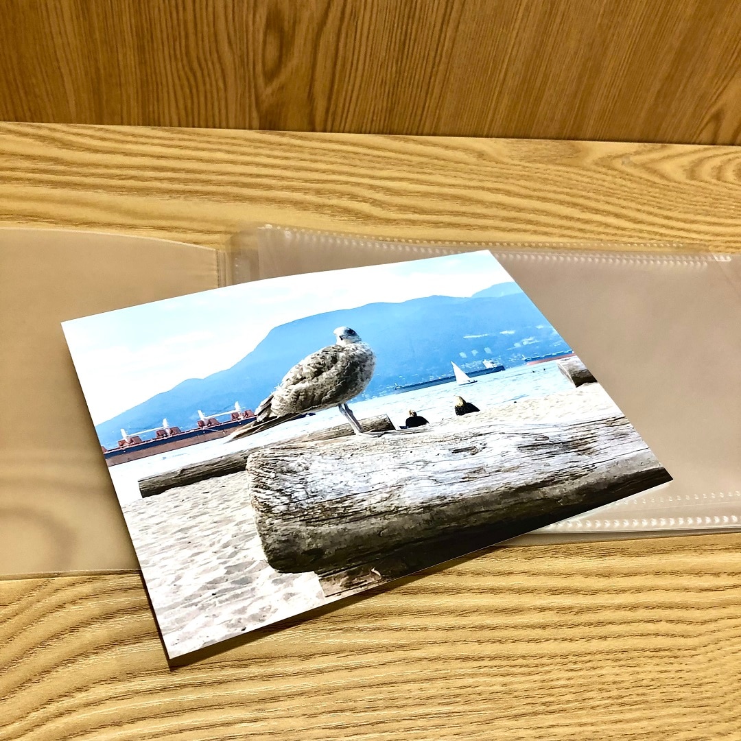 カモメの写真とアルバム