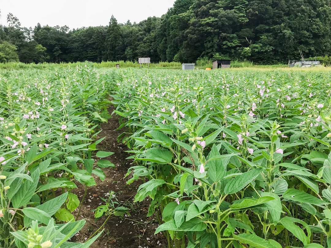 【京都山科】たくましく生きている、ごま