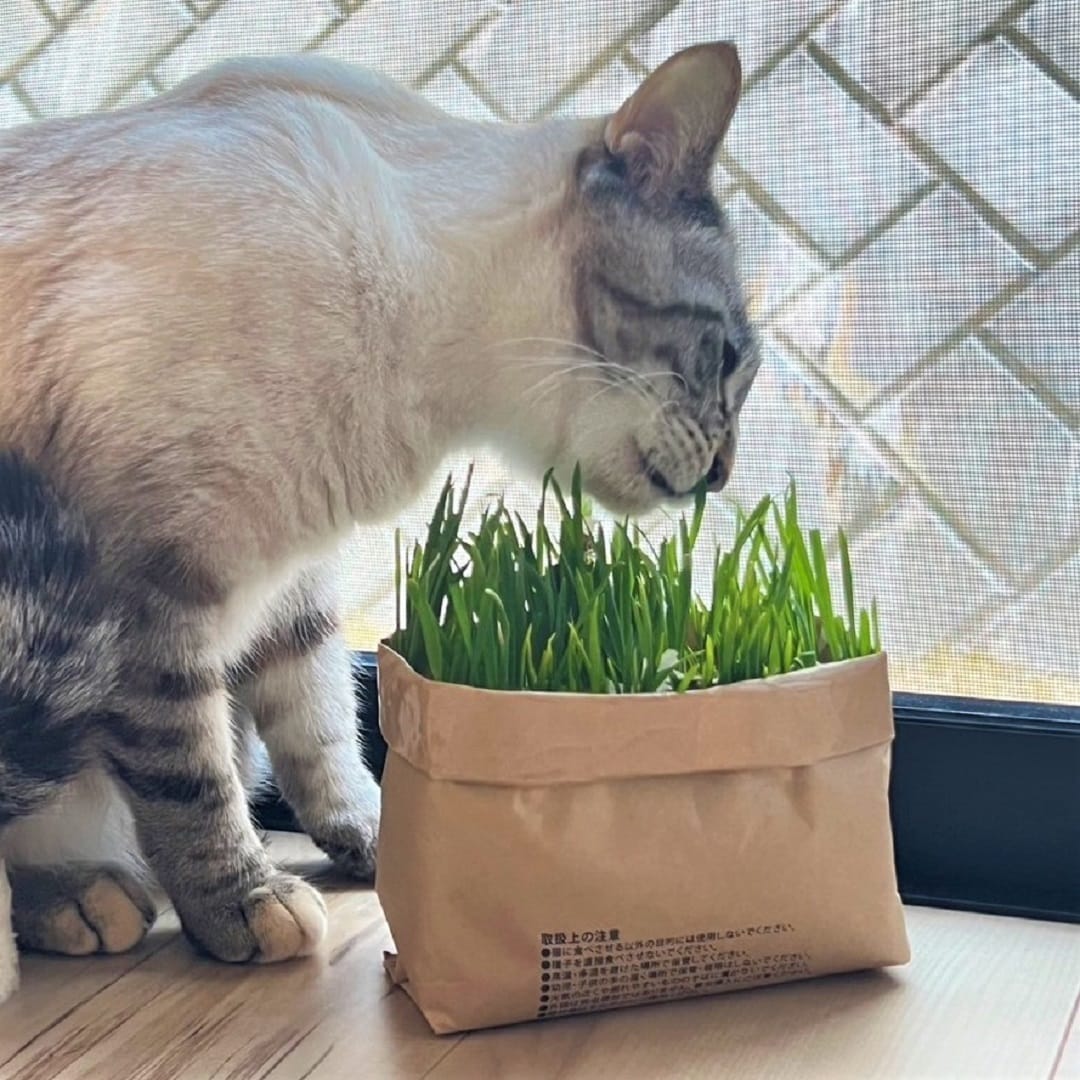 猫草