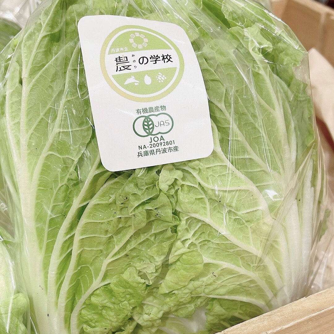 白菜