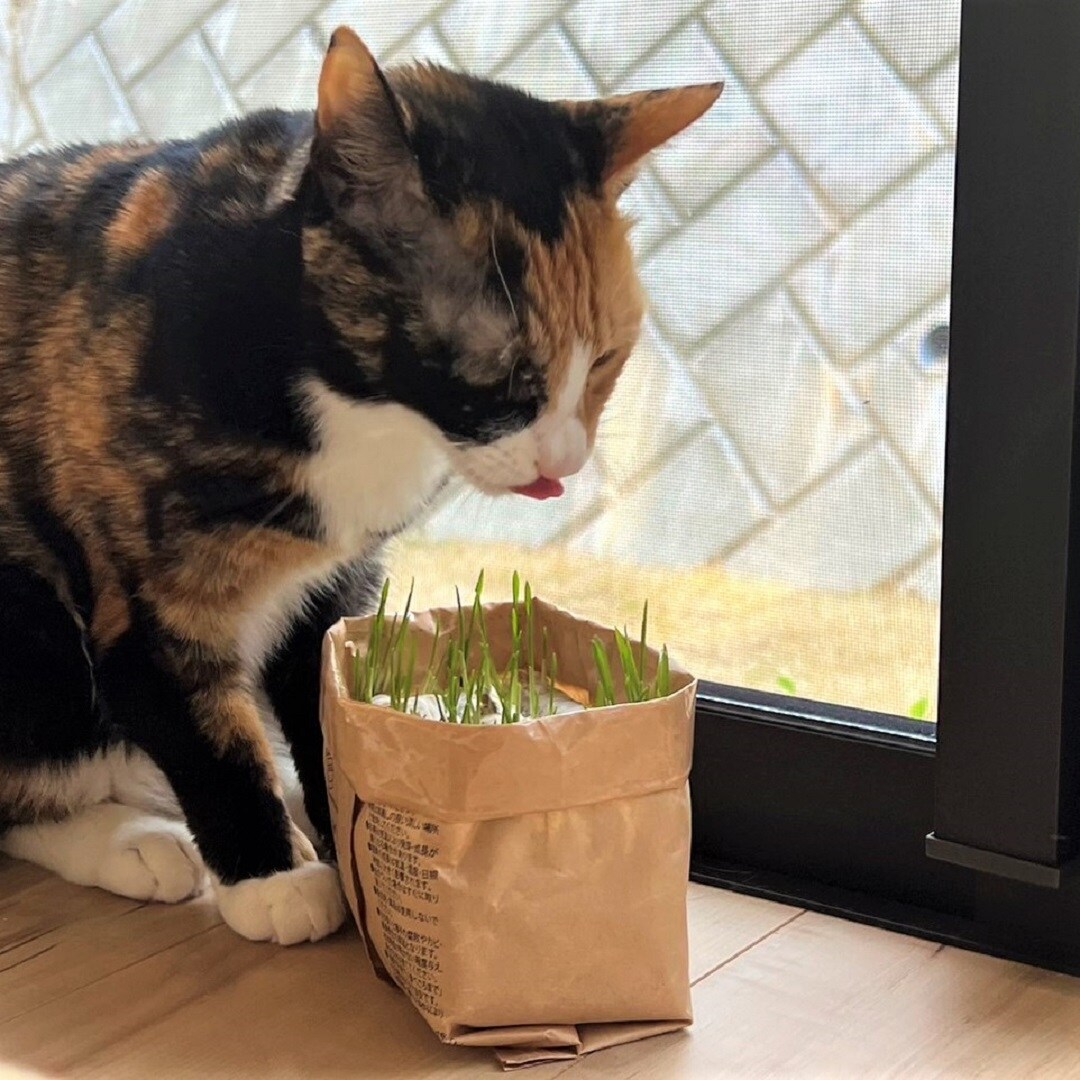 猫草