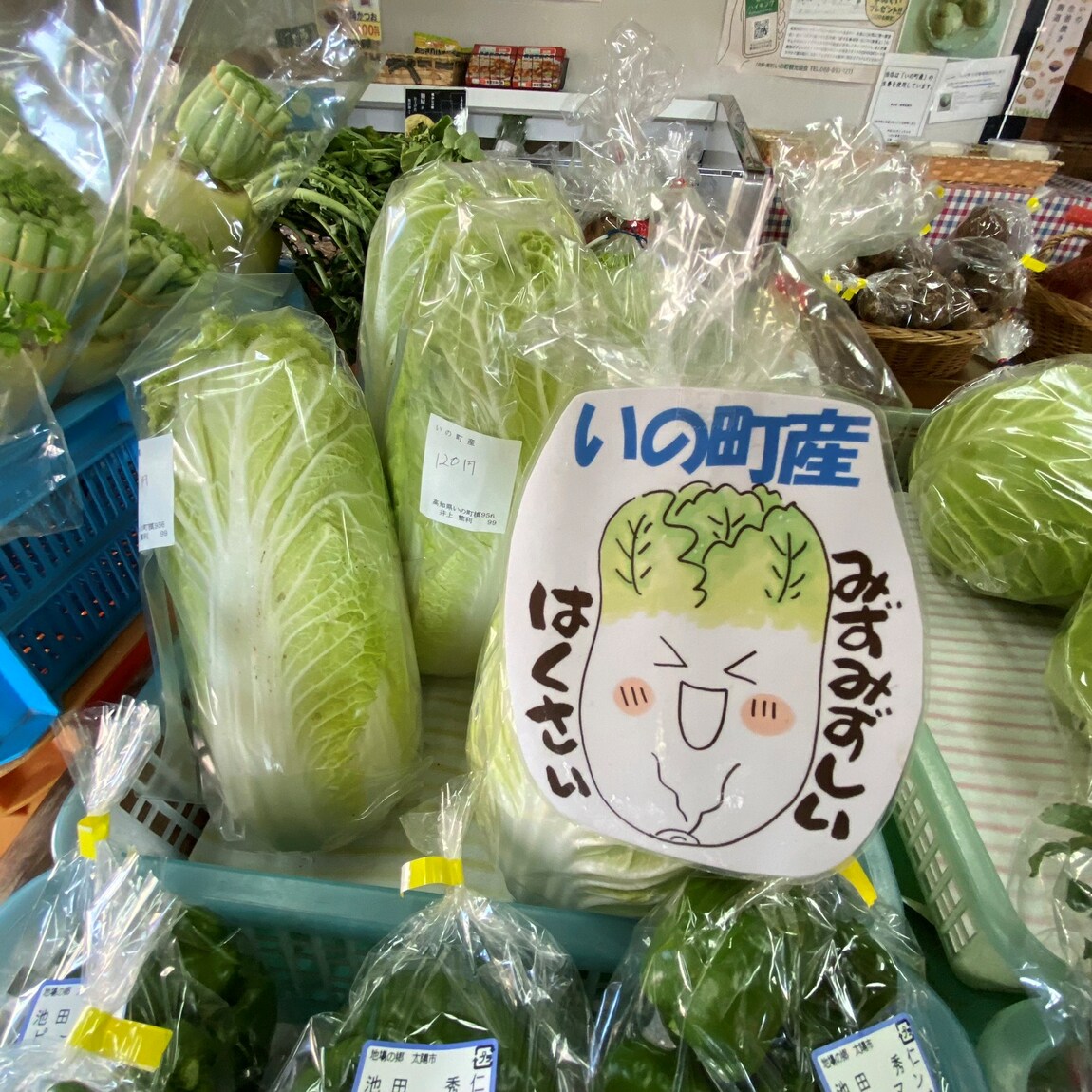 みずみずしい白菜