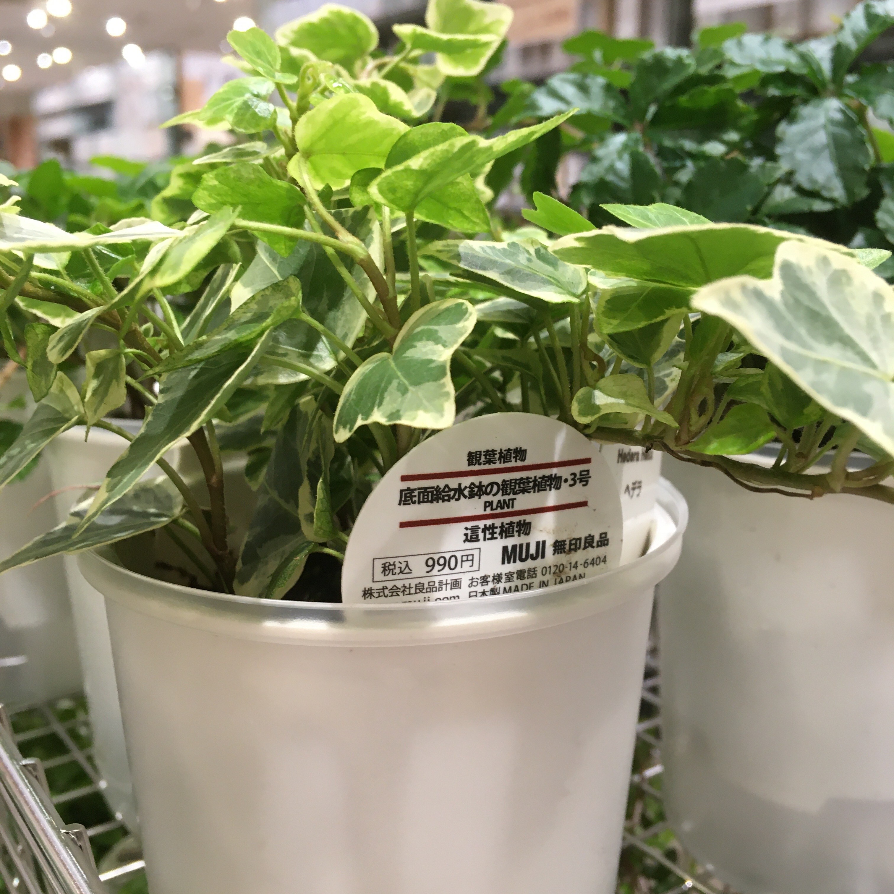 市場 月間優良店舗受賞 ガーデニング レイク 花 観葉植物 ｇａｒｄｅｎｉｒｏｎ 土
