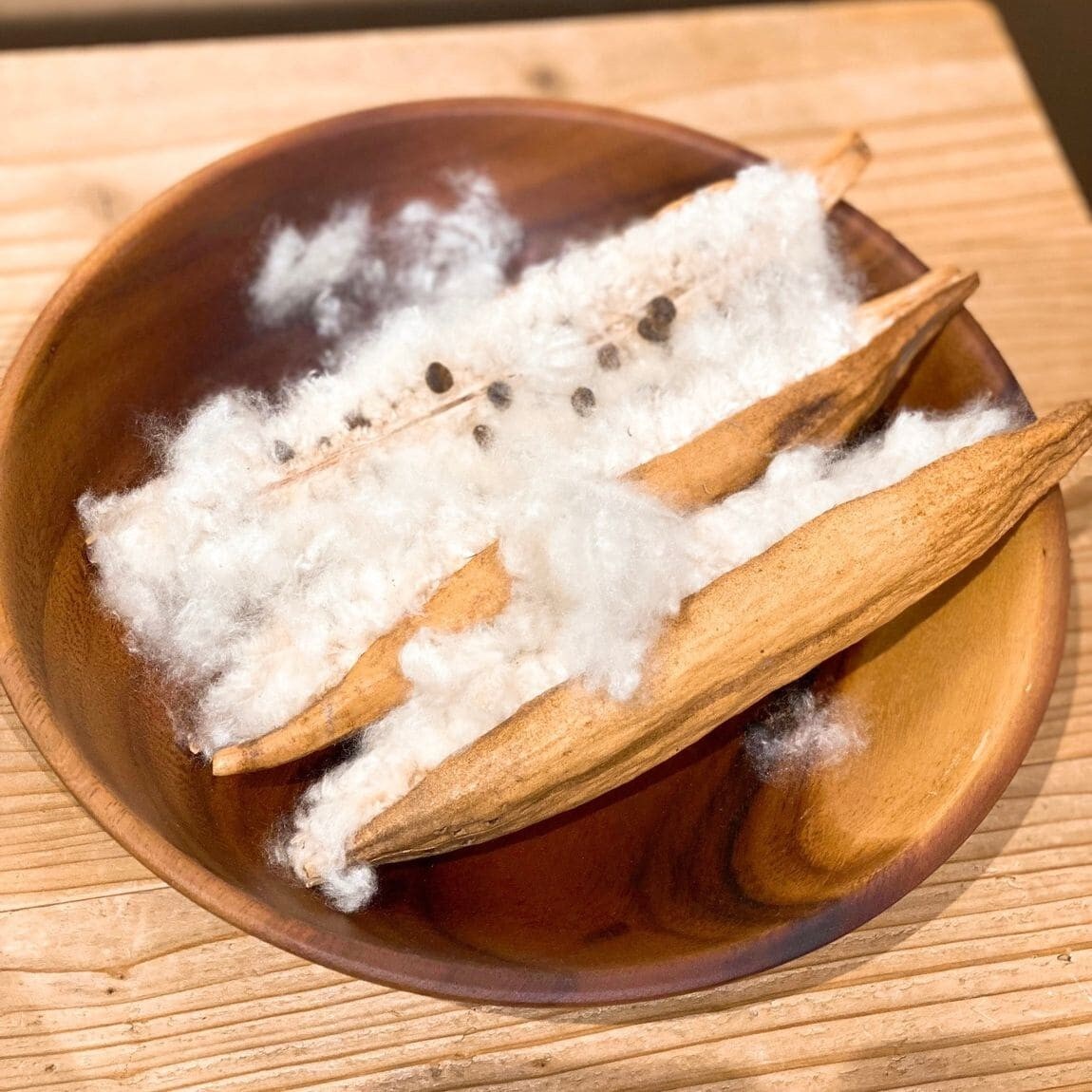 【富山マルート】綿より軽い「カポック」という素材を知っていますか？