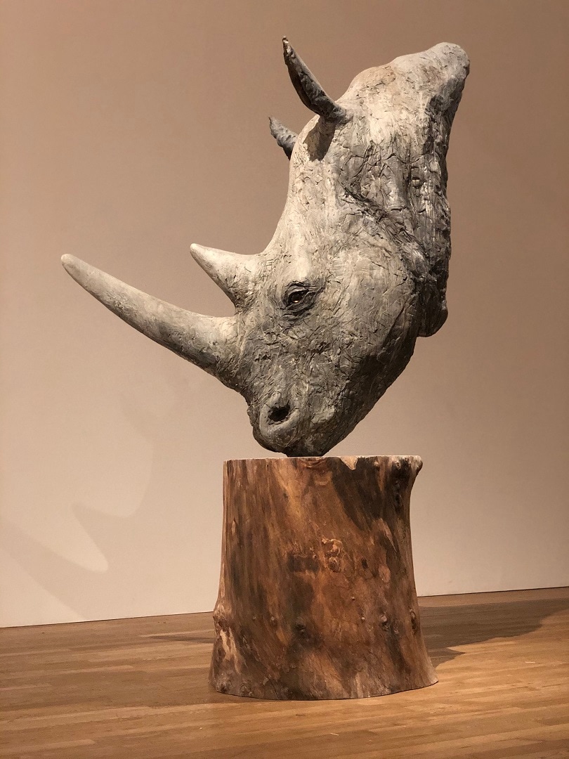 キタシロサイ