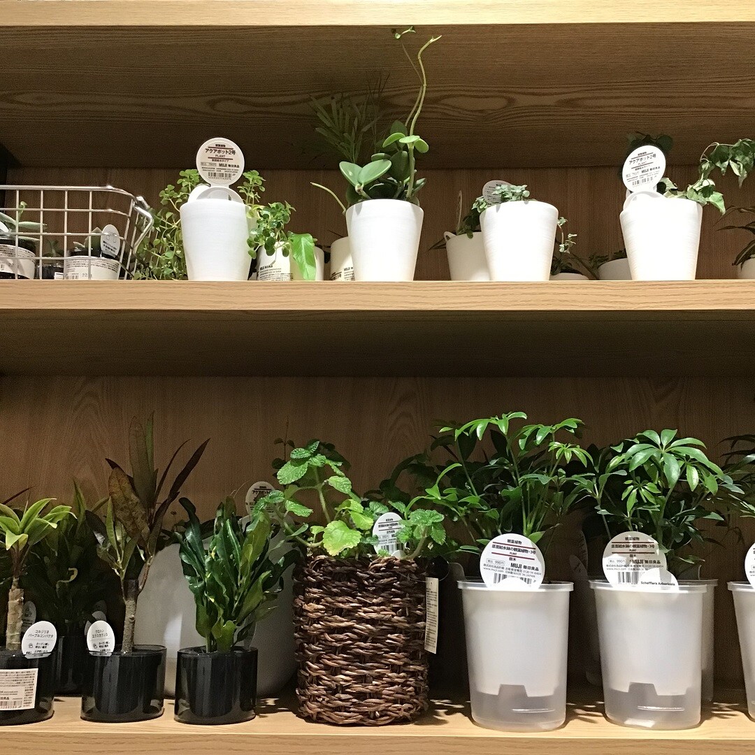 【MIDORI長野】植物にかこまれて