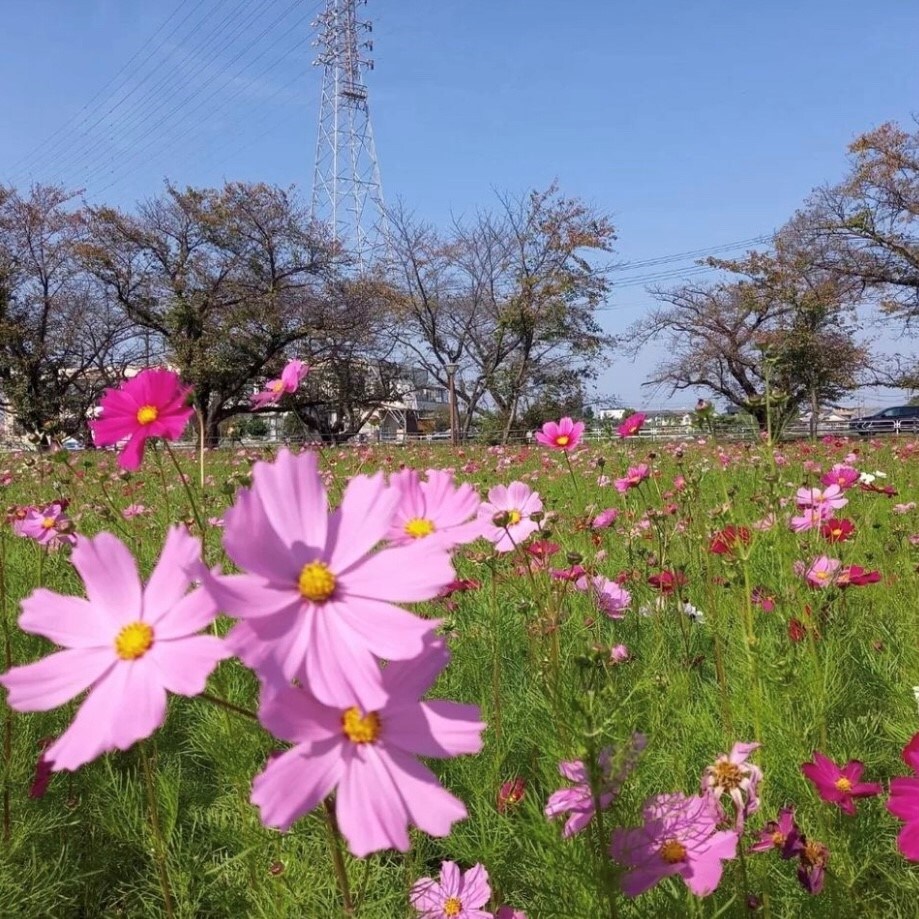 【ルビットパーク大口】花畑