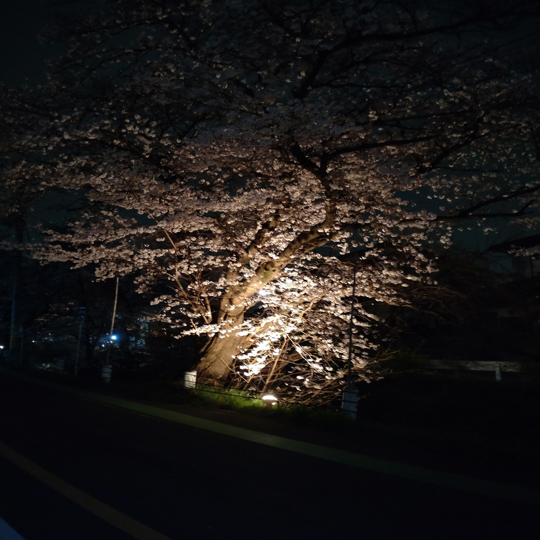 スポットライト桜