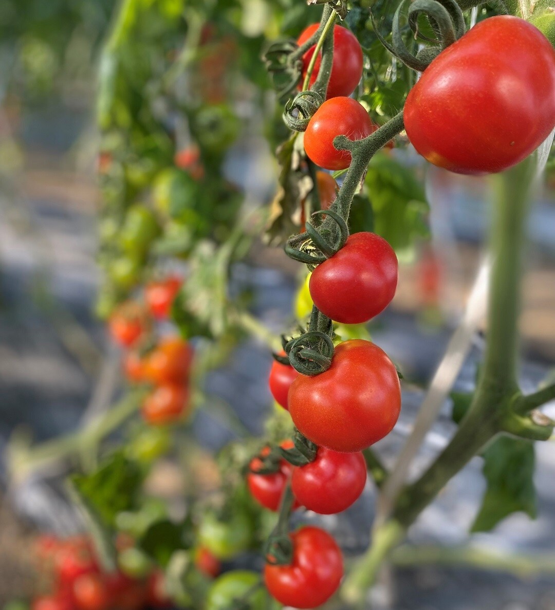 24tomato