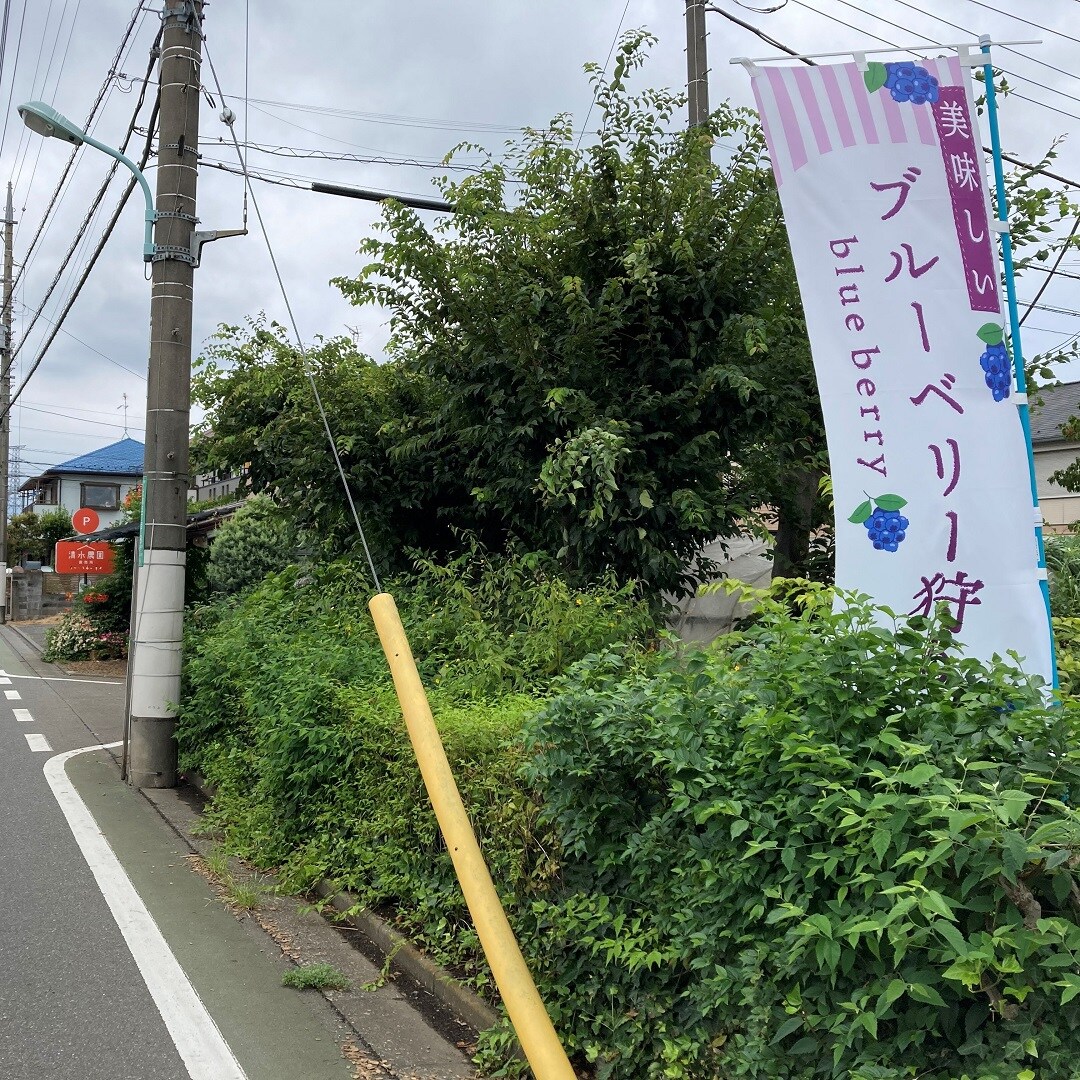 【セレオ国分寺】今週のやさい情報