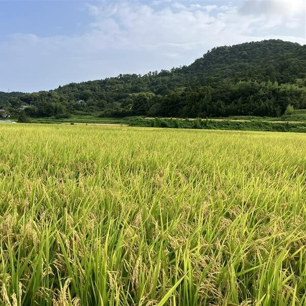 プリンセスサリー　風景