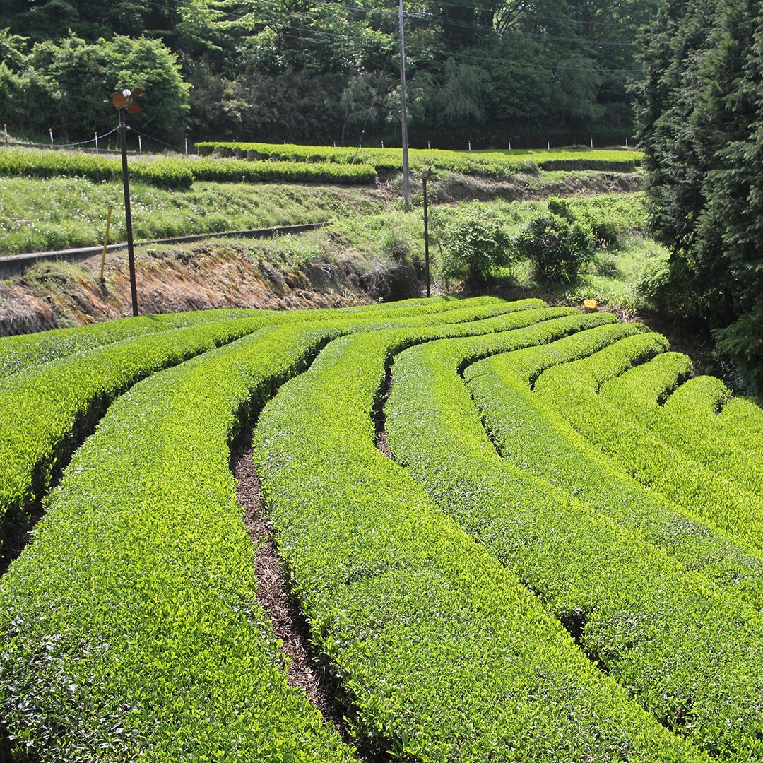 ミルクハーバー_茶畑２.