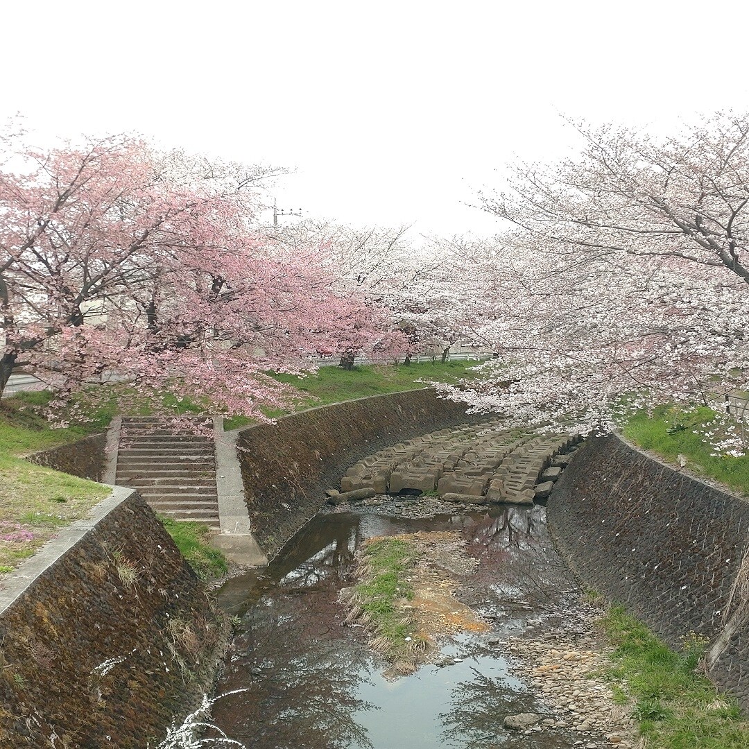 信号機　川　桜