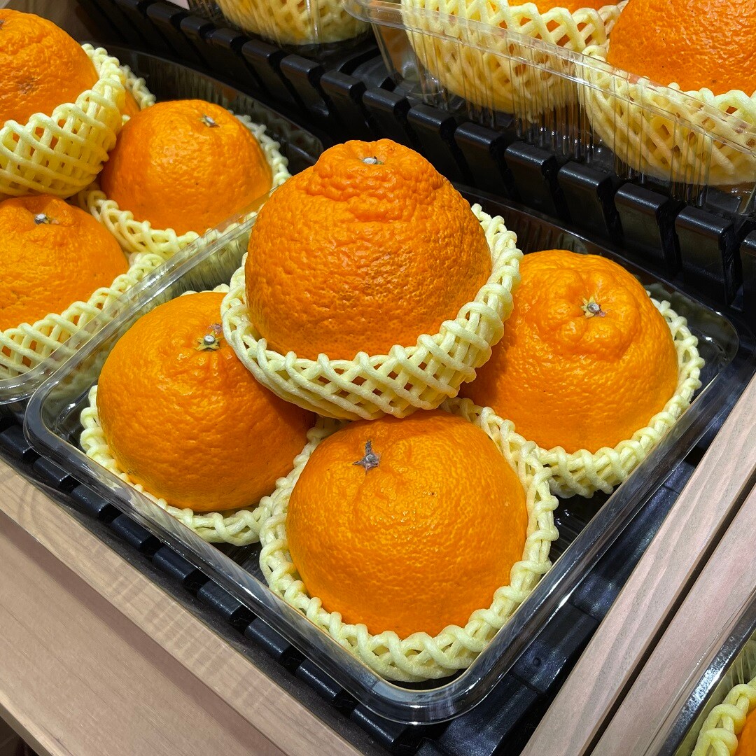 【港南台バーズ】白いコーン、ピュアホワイト | 港南台調査隊