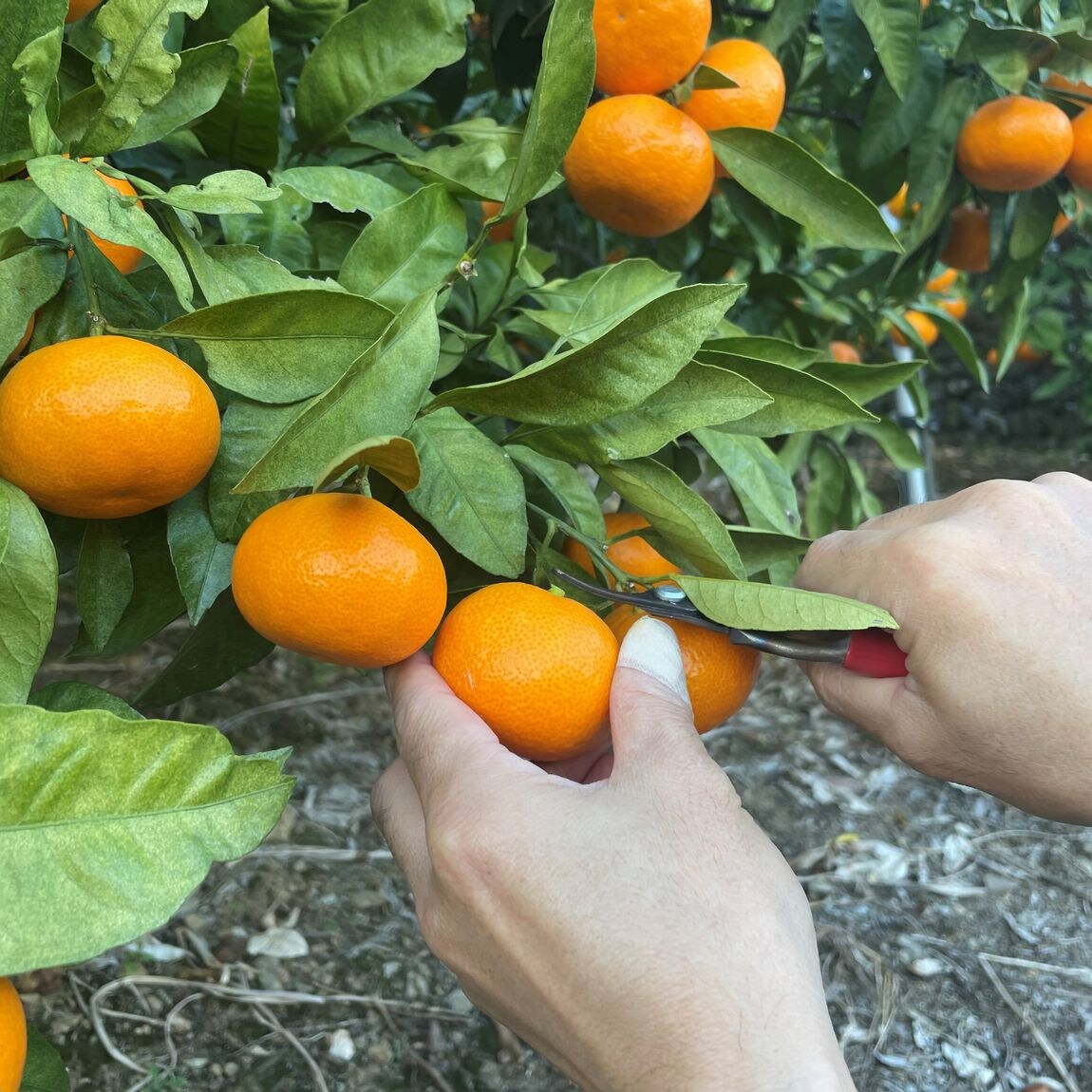 【大丸福岡天神】期間限定　温州みかん販売のご案内